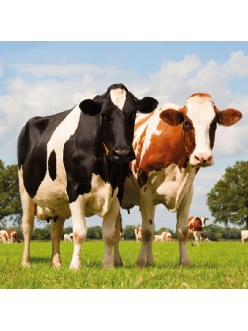 Салфетка для декупажа Коровы на лугу, 33х33 см, Голландия