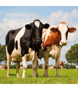 Салфетка для декупажа "Коровы на лугу", 33х33 см, Голландия