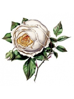 Трансфер универсальный Белая роза, 12х17 см, Cadence
