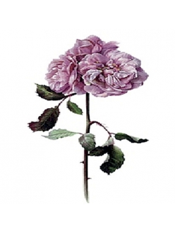 Трансфер универсальный Нежно лиловая роза, 12х17 см, Cadence
