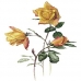 Трансфер универсальный Чайные розы, 12х17 см, Cadence