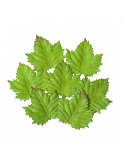 Набор листьев из шелковичной бумаги Кедр, 7 штук, 5 см, ScrapBerry's
