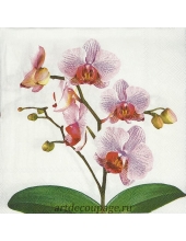 Салфетка для декупажа IHR-201481 "Розовая орхидея", 33х33 см, Германия