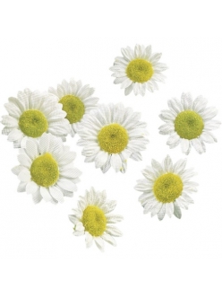 Цветы искусственные миниатюрные Ромашки, 18 мм, 30 шт., Knorr Prandell
