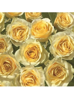 Салфетка для декупажа Желтые розы, 33х33 см, POL-MAK