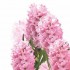 Салфетка для декупажа Геацинты, 33х33 см, POL-MAK