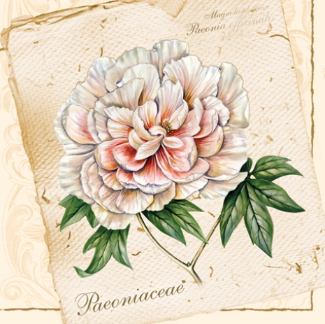 Салфетки для декупажа бумажные Пион на винтажном фоне, цветы, купить, Москва