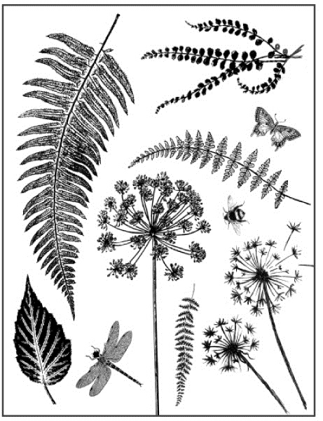 Штампы резиновые, набор Травы и листья Stamperia WTKCC66